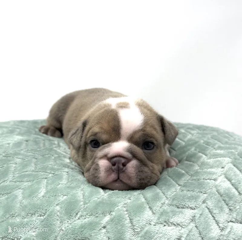 Ezra – English Bulldog puppy for sale in Murfreesboro, TN