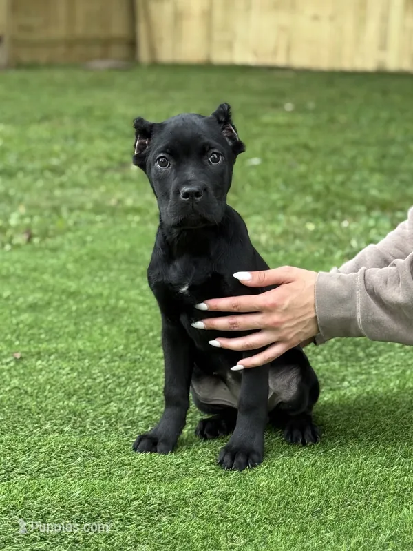 Charlie – Cane Corso puppy for sale in Murfreesboro, TN