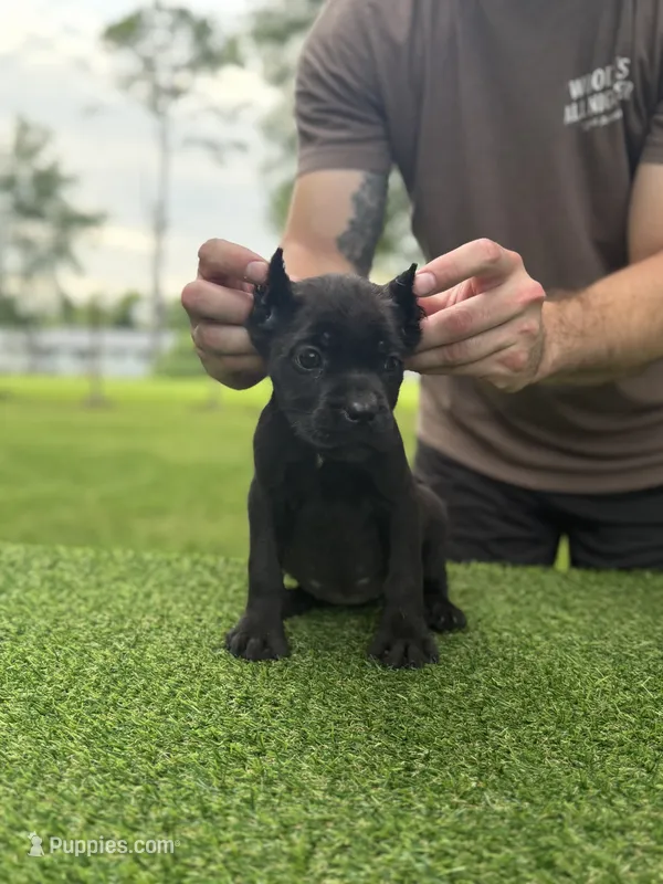 Ophelia – Cane Corso puppy for sale in Murfreesboro, TN