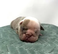 Dozer, a male English Bulldog for sale in Murfreesboro, TN – 2 of 6
