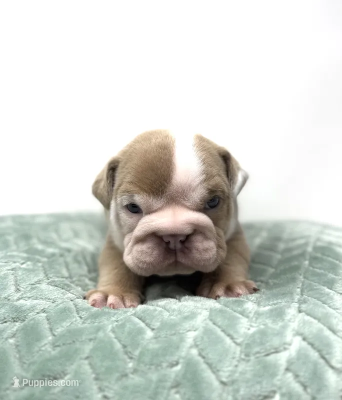 Tank – English Bulldog puppy for sale in Murfreesboro, TN
