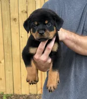 Draco, a male Rottweiler for sale in Murfreesboro, TN – 3 of 4