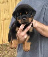 Sirius, a male Rottweiler for sale in Murfreesboro, TN – 5 of 5