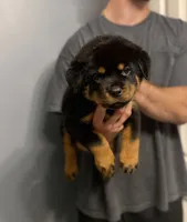 Poppy, a female Rottweiler for sale in Murfreesboro, TN – 4 of 4