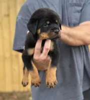 Harry, a male Rottweiler for sale in Murfreesboro, TN – 2 of 6