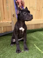 Ophelia, a female Cane Corso for sale in Murfreesboro, TN – 4 of 4