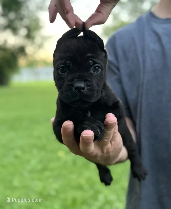 Ophelia – Cane Corso puppy for sale in Murfreesboro, TN