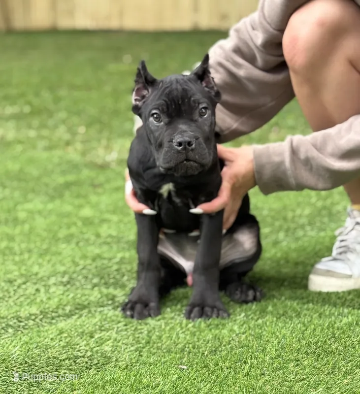 Rocky – Cane Corso puppy for sale in Murfreesboro, TN