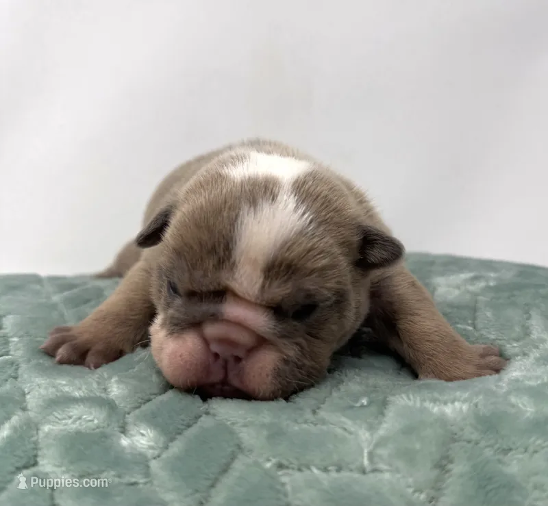 Mabel – English Bulldog puppy for sale in Murfreesboro, TN