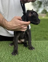 Georgia, a female Cane Corso for sale in Murfreesboro, TN – 4 of 4