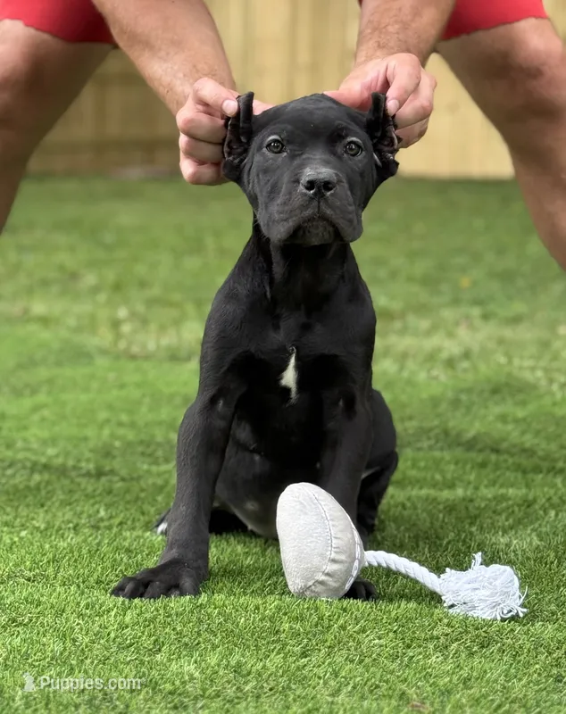 Zena – Cane Corso puppy for sale in Murfreesboro, TN