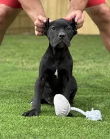 Zena, a female Cane Corso for sale in Murfreesboro, TN – 1 of 5