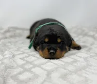 Millie, a female Rottweiler for sale in Murfreesboro, TN – 4 of 6