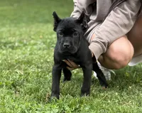 Ophelia, a female Cane Corso for sale in Murfreesboro, TN – 4 of 4