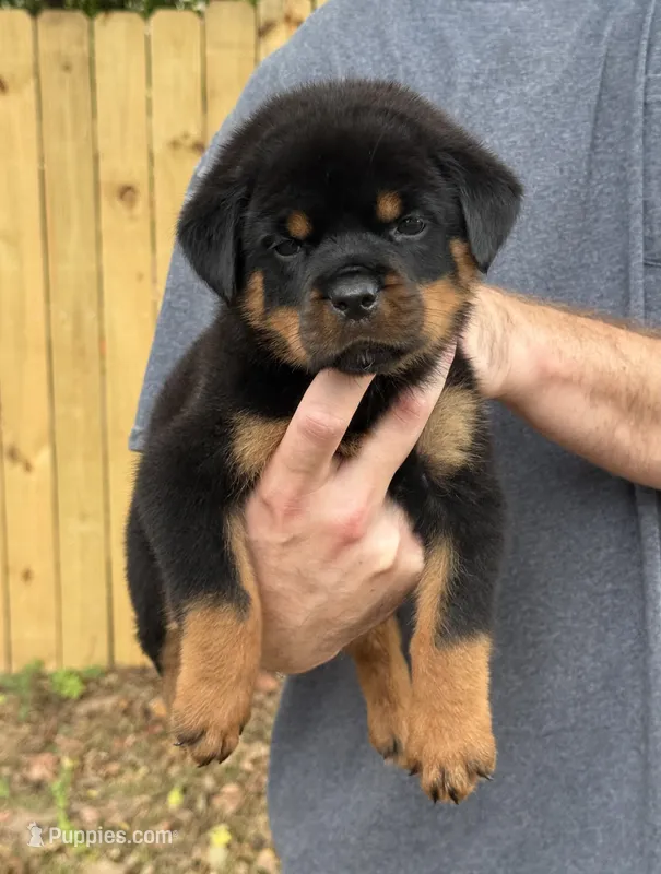 Sirius – Rottweiler puppy for sale in Murfreesboro, TN