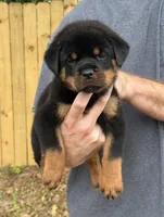 Sirius, a male Rottweiler for sale in Murfreesboro, TN – 1 of 5