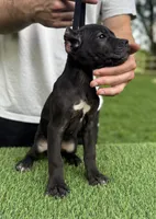 Georgia, a female Cane Corso for sale in Murfreesboro, TN – 2 of 4
