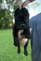 Bonnie, a female Cane Corso for sale in Murfreesboro, TN – 3 of 5