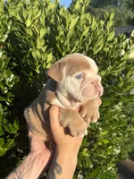 Tank, a male English Bulldog for sale in Murfreesboro, TN – 5 of 5