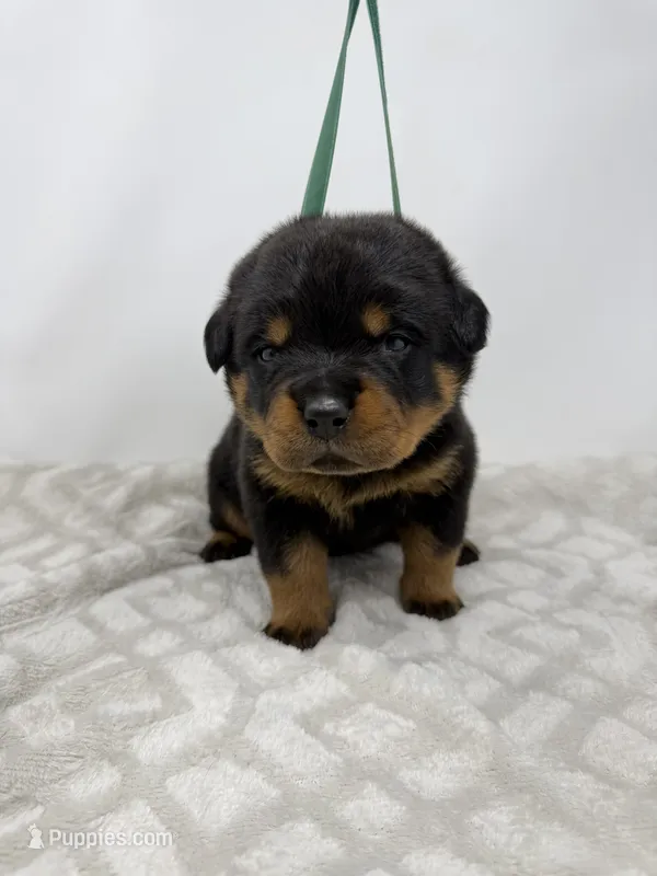 Poppy, a female Rottweiler for sale in Murfreesboro, TN – 1 of 6