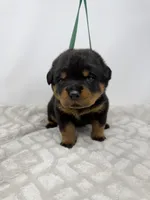Poppy, a female Rottweiler for sale in Murfreesboro, TN – 1 of 6