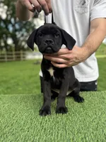 Bonnie, a female Cane Corso for sale in Murfreesboro, TN – 5 of 5