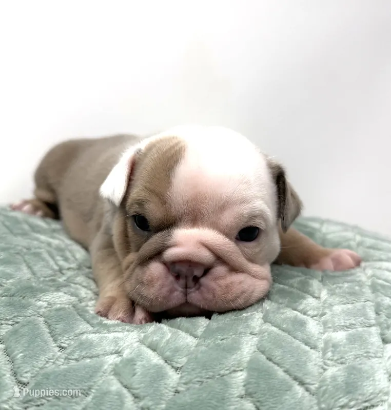 Dozer – English Bulldog puppy for sale in Murfreesboro, TN
