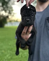 Charlie, a female Cane Corso for sale in Murfreesboro, TN – 2 of 4