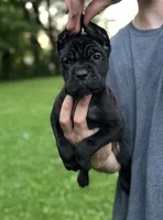 Charlie, a female Cane Corso for sale in Murfreesboro, TN – 1 of 4