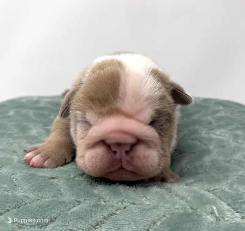 Tank – English Bulldog puppy for sale in Murfreesboro, TN
