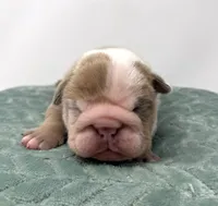 Tank, a male English Bulldog for sale in Murfreesboro, TN – 1 of 5