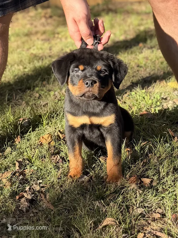 Draco – Rottweiler puppy for sale in Murfreesboro, TN