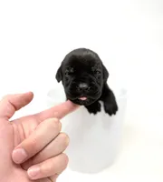 Ophelia, a female Cane Corso for sale in Murfreesboro, TN – 4 of 5