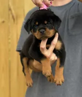 Ginny , a female Rottweiler for sale in Murfreesboro, TN – 5 of 6