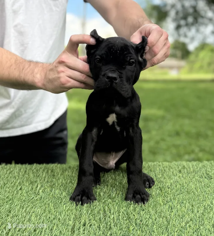 Rocky, a male Cane Corso for sale in Murfreesboro, TN – 1 of 5