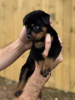 Hermione , a female Rottweiler for sale in Murfreesboro, TN – 2 of 4