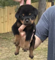 Remus, a male Rottweiler for sale in Murfreesboro, TN – 5 of 5