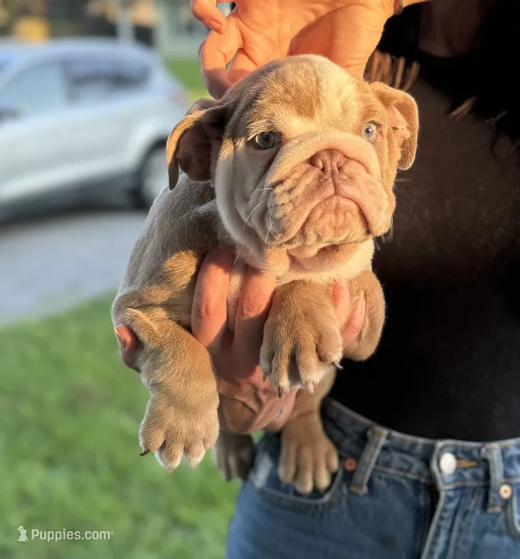 Chunk – English Bulldog puppy for sale in Murfreesboro, TN