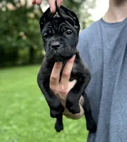 Charlie, a female Cane Corso for sale in Murfreesboro, TN – 3 of 4
