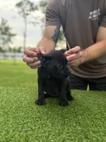 Ophelia, a female Cane Corso for sale in Murfreesboro, TN – 3 of 4