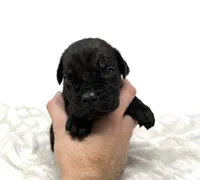 Rocky, a male Cane Corso for sale in Murfreesboro, TN – 5 of 5