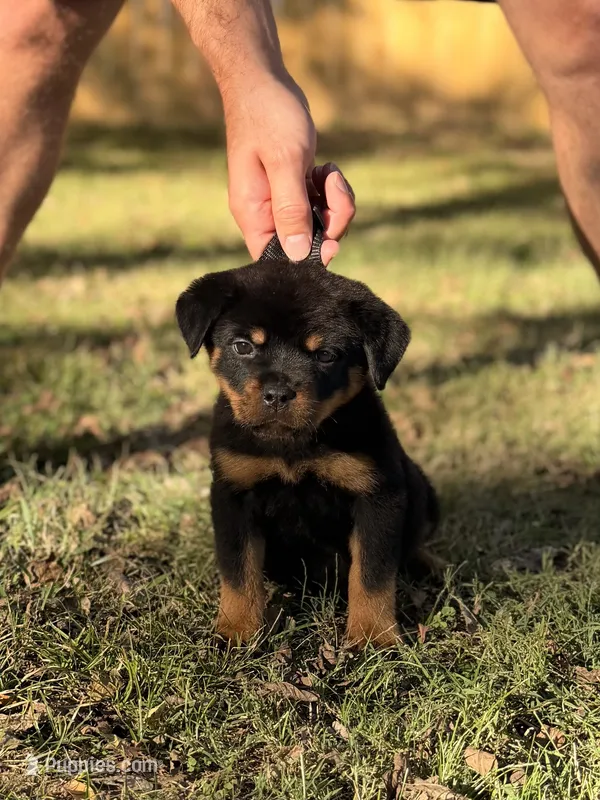 Hermione  – Rottweiler puppy for sale in Murfreesboro, TN