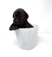 Zena, a female Cane Corso for sale in Murfreesboro, TN – 4 of 6