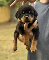 Ginny , a female Rottweiler for sale in Murfreesboro, TN – 1 of 6
