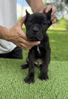 Layla, a female Cane Corso for sale in Murfreesboro, TN – 2 of 4