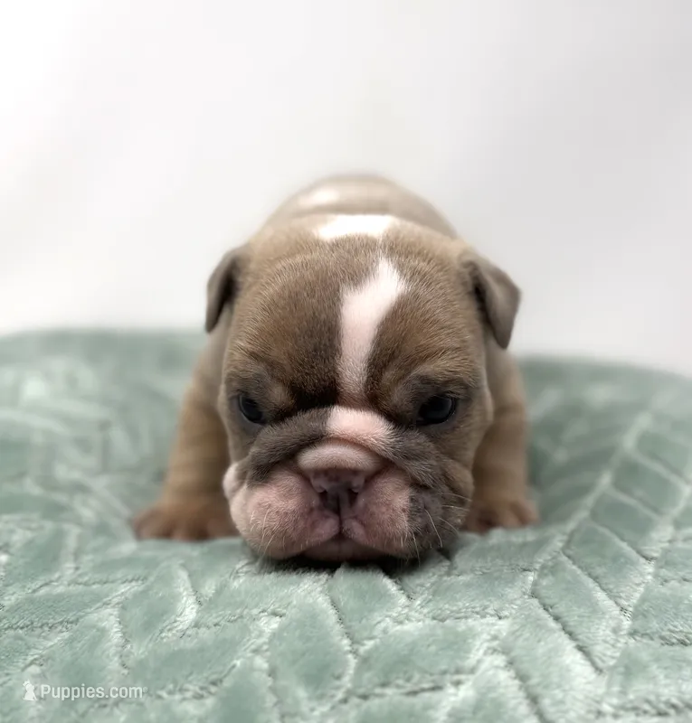 Mabel – English Bulldog puppy for sale in Murfreesboro, TN
