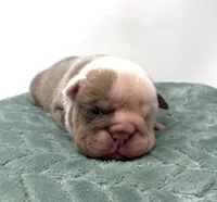 Dozer, a male English Bulldog for sale in Murfreesboro, TN – 1 of 6