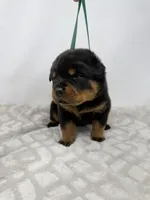 Poppy, a female Rottweiler for sale in Murfreesboro, TN – 3 of 6