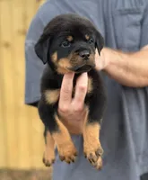Harry, a male Rottweiler for sale in Murfreesboro, TN – 4 of 6