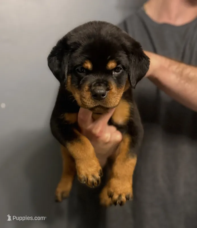 Tiny – Rottweiler puppy for sale in Murfreesboro, TN